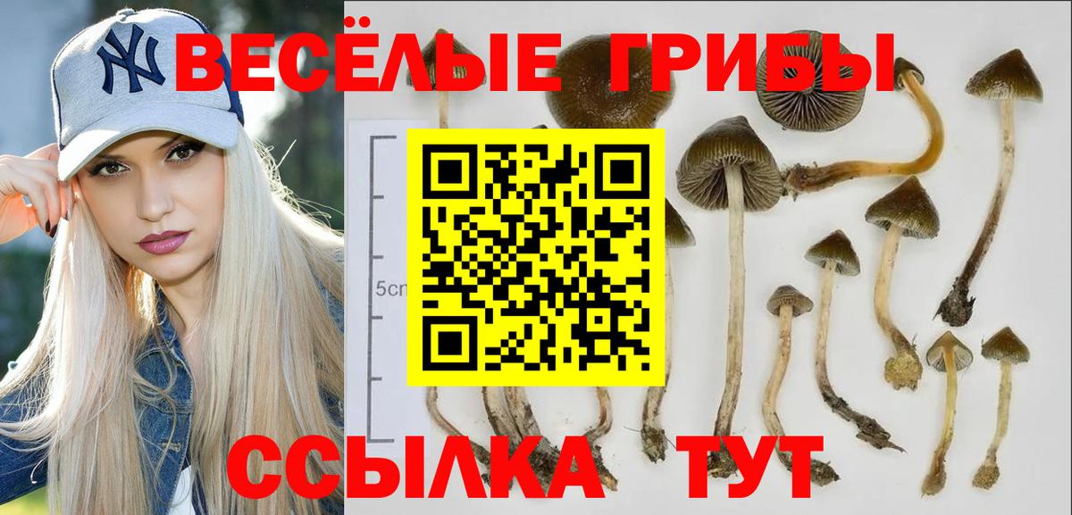 Псилоцибиновые грибы мицелий  купить наркоту  Азнакаево  Вход с VPN 